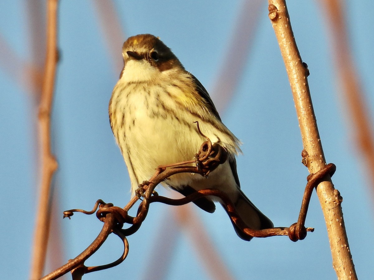 Yellow-rumped Warbler - ML612454488