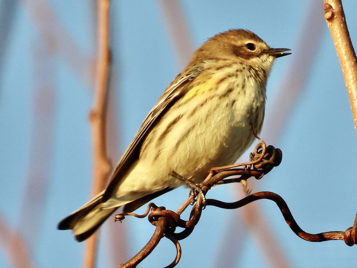 Yellow-rumped Warbler - ML612454489