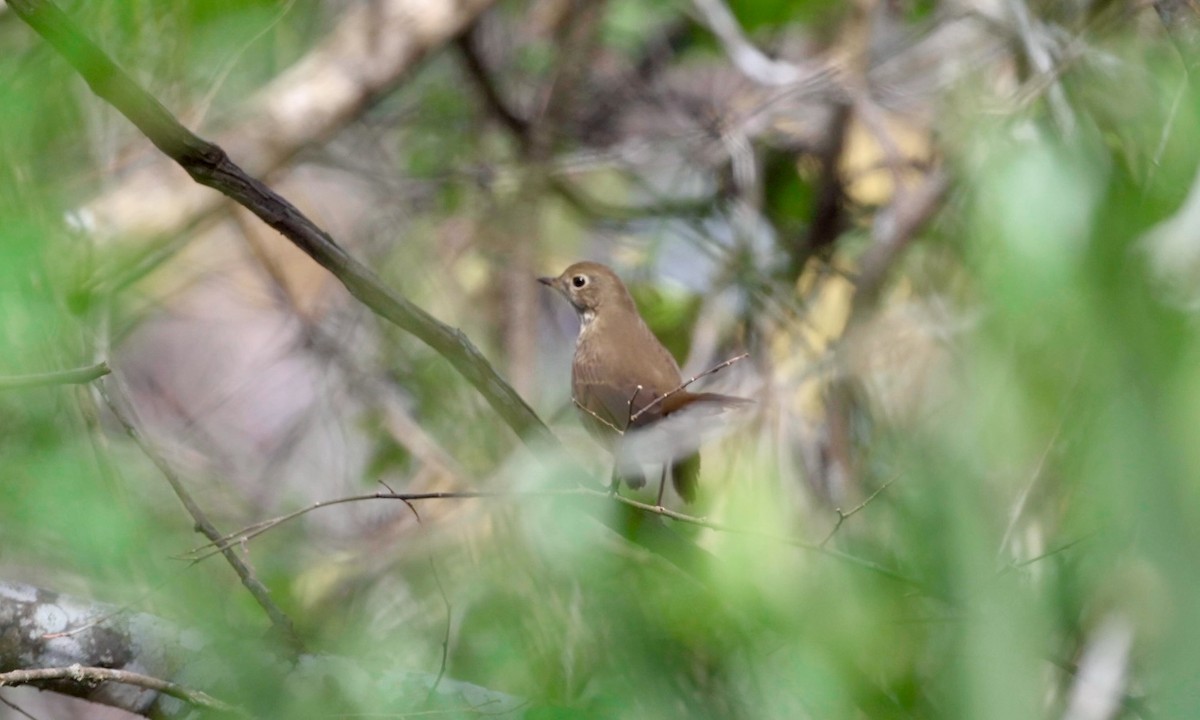 Hermit Thrush - ML612454490