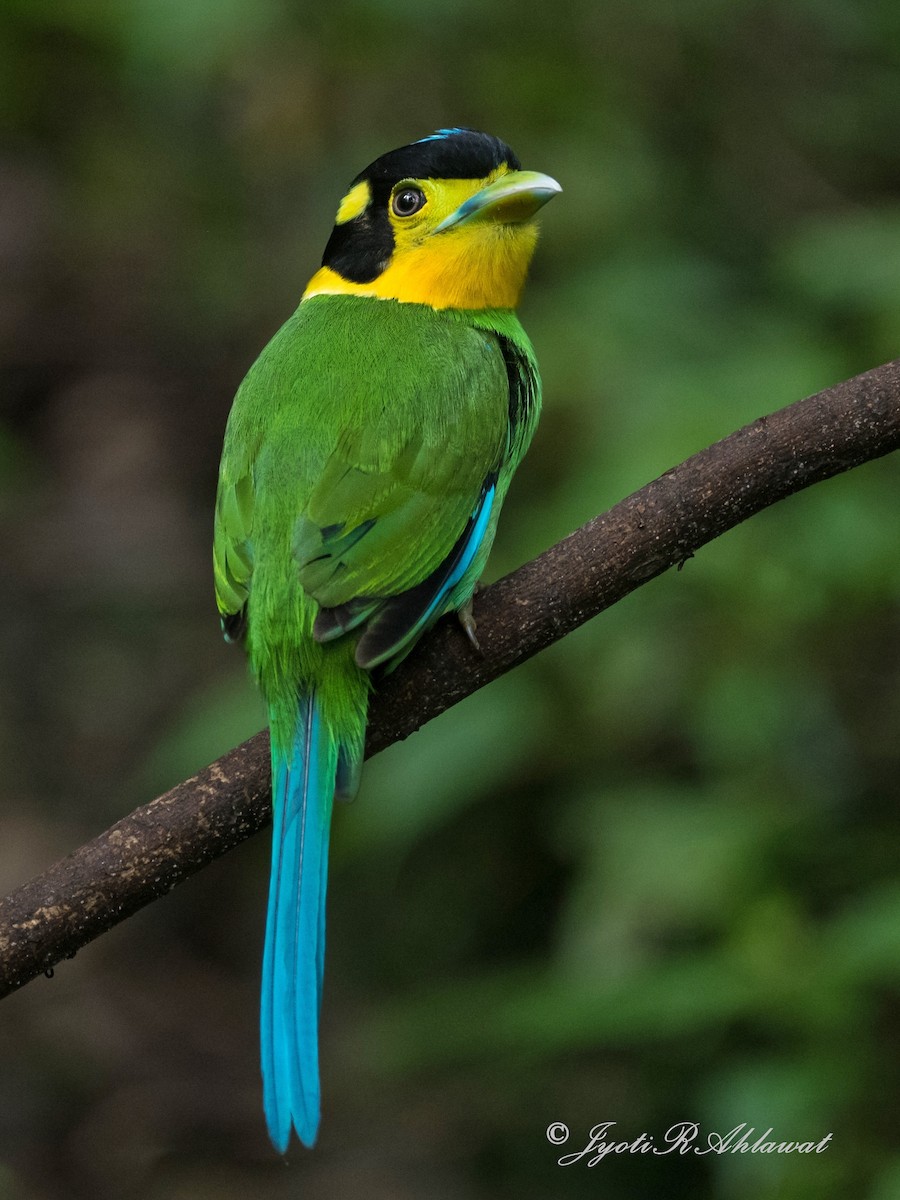 Long-tailed Broadbill - ML612454524
