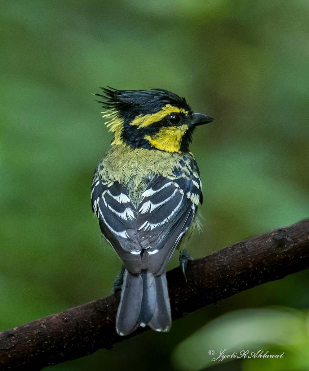 Himalayan Black-lored Tit - ML612454566