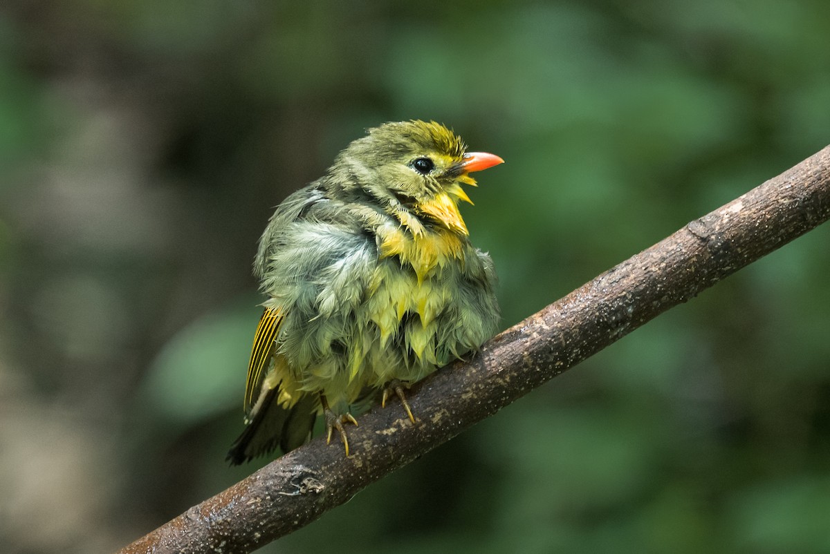 Red-billed Leiothrix - ML612454601