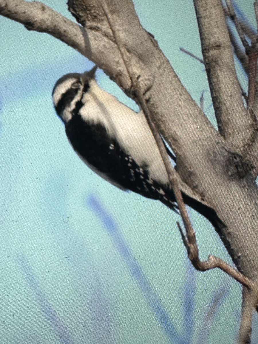 Downy Woodpecker - ML612454608