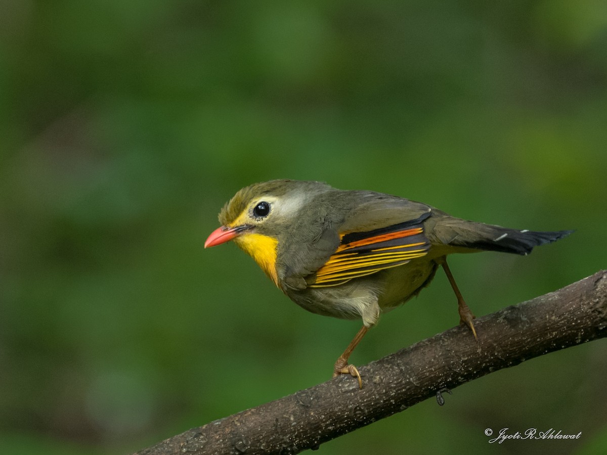 Red-billed Leiothrix - ML612454616