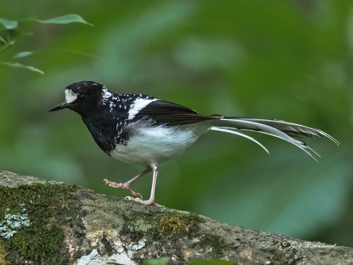 Spotted Forktail - ML612454625