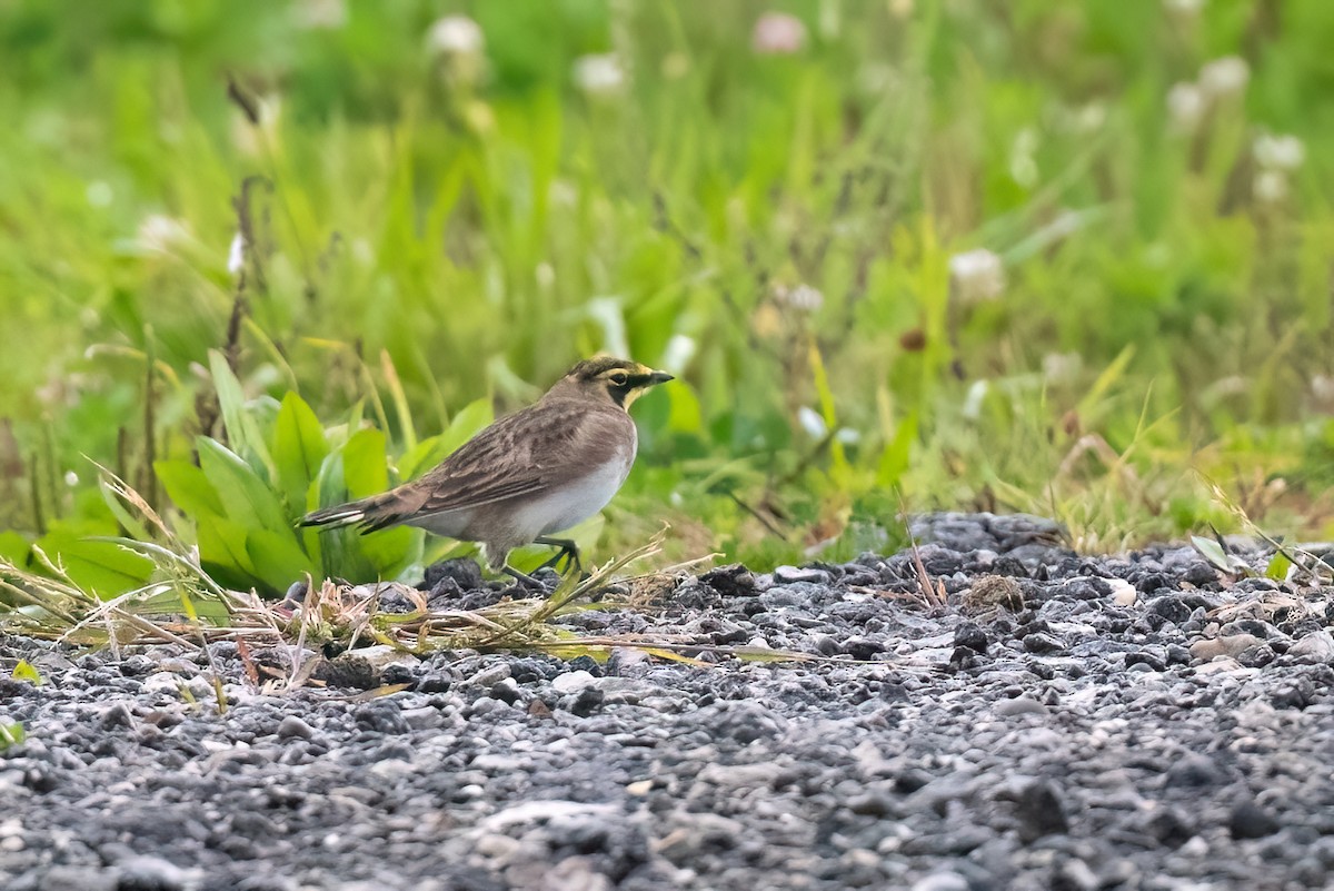 Horned Lark - ML612454634