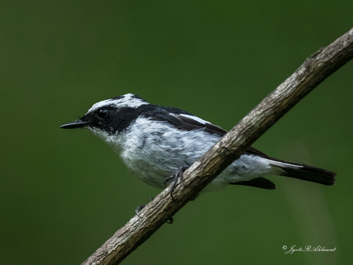 Little Pied Flycatcher - ML612454636