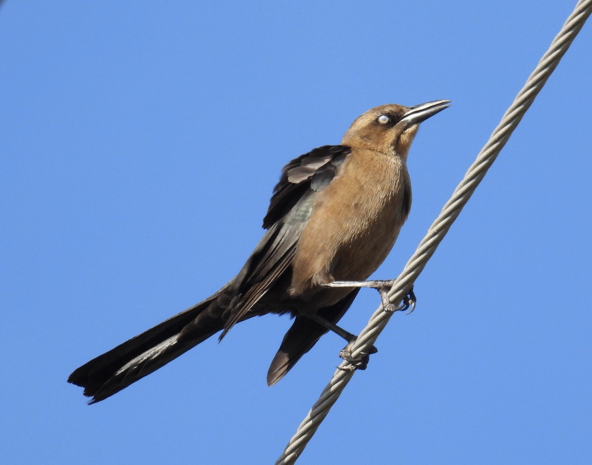 Great-tailed Grackle - ML612454648