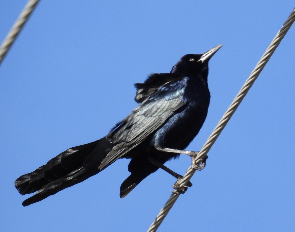 Great-tailed Grackle - ML612454649