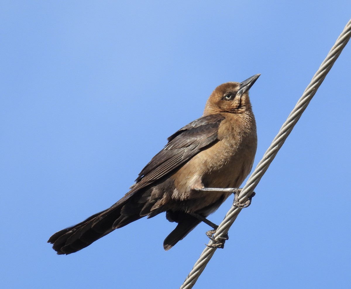 Great-tailed Grackle - ML612454650