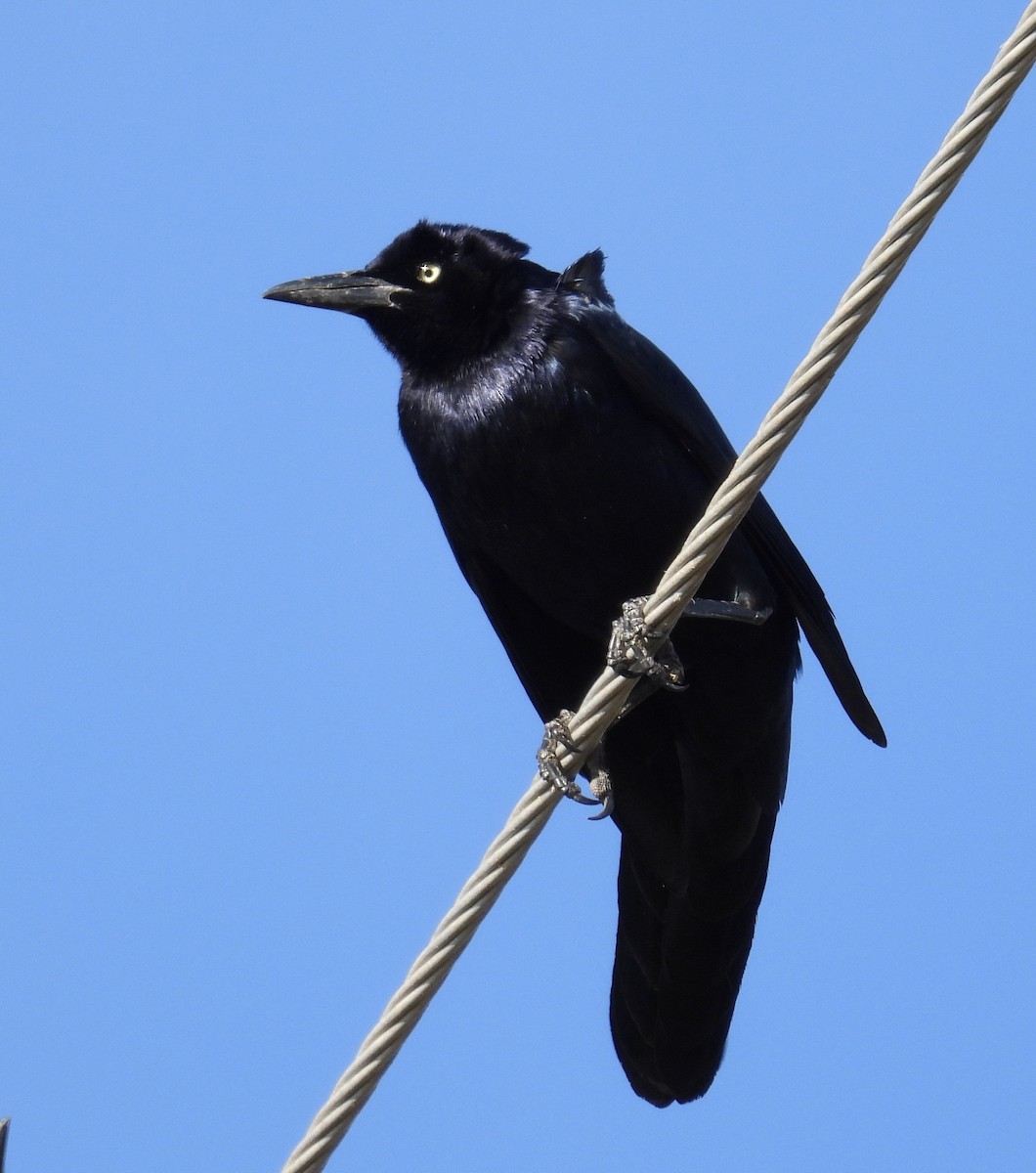 Great-tailed Grackle - ML612454651