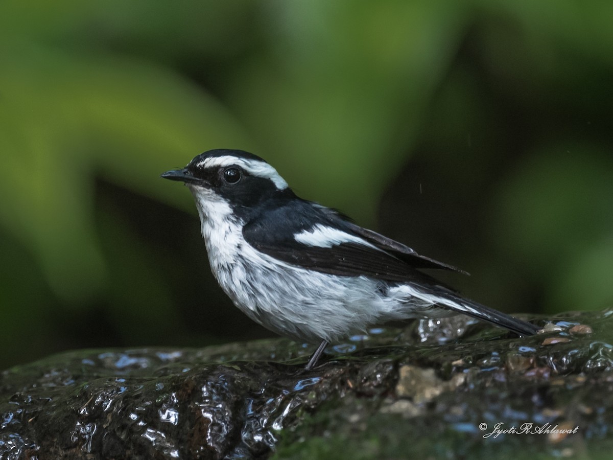 Little Pied Flycatcher - ML612454669