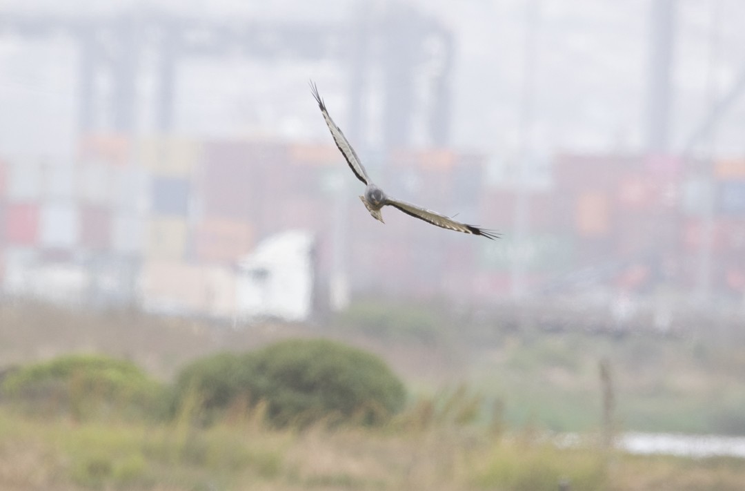 Cinereous Harrier - ML612454682