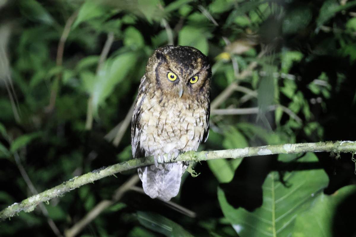 Black-capped Screech-Owl - ML612454693