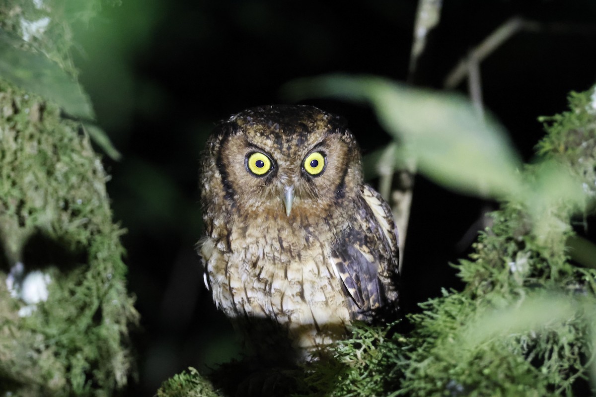 Black-capped Screech-Owl - Larry Therrien