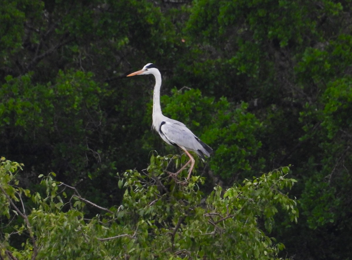 Gray Heron - ML612454707