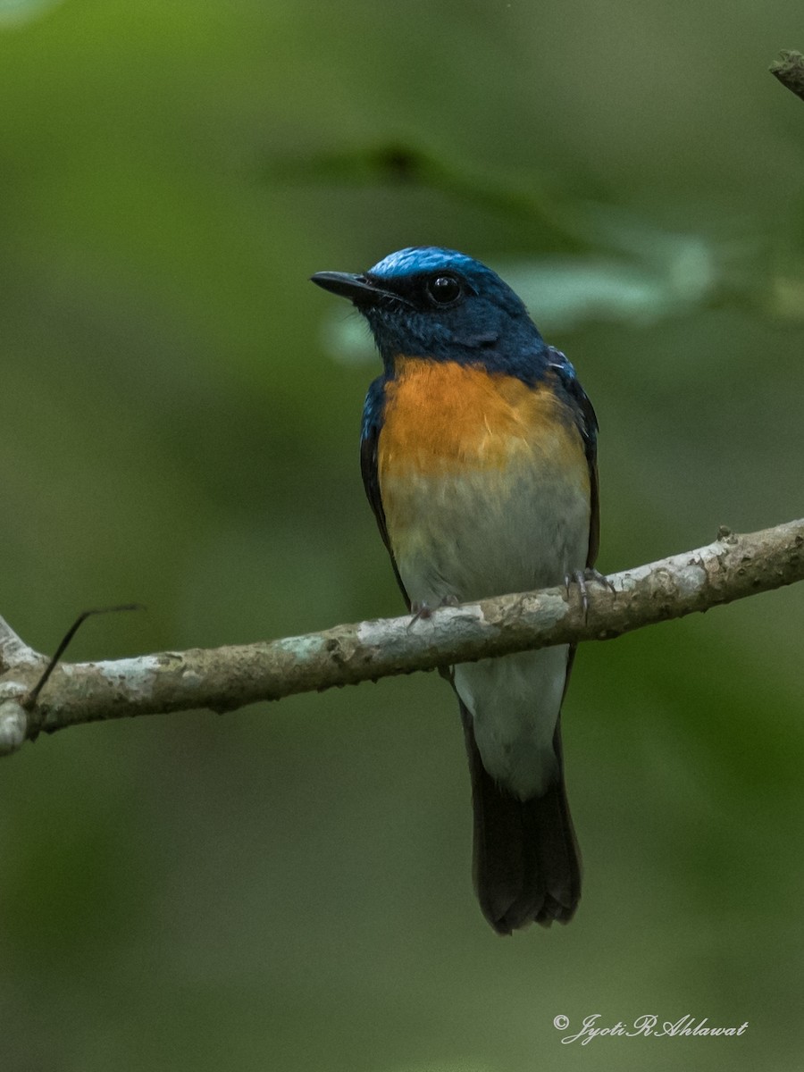 Blue-throated Flycatcher - ML612454708