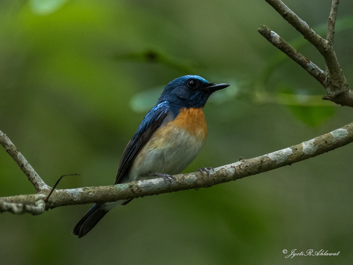 Blue-throated Flycatcher - ML612454713