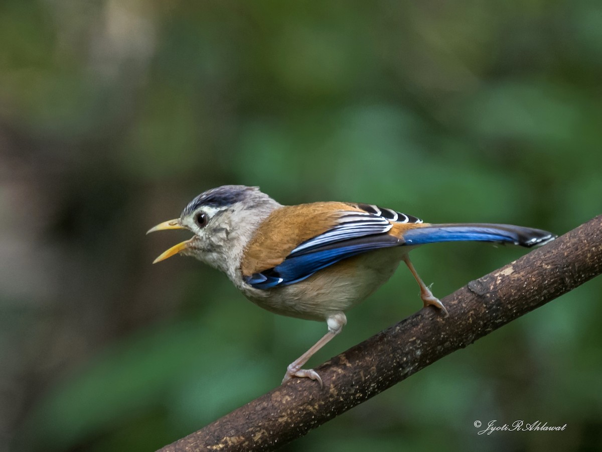 Blue-winged Minla - ML612454720