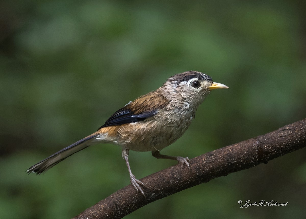 Blue-winged Minla - ML612454721