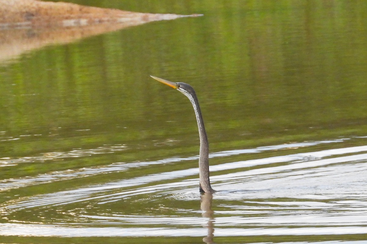 Oriental Darter - ML612454743