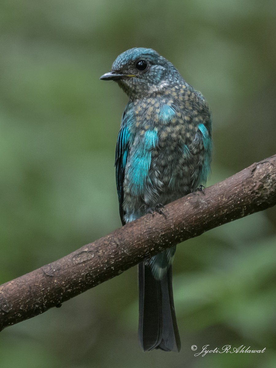 Verditer Flycatcher - ML612454745