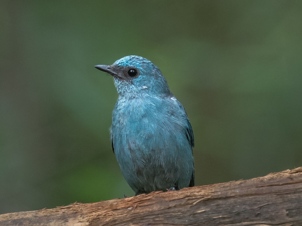 Verditer Flycatcher - ML612454751