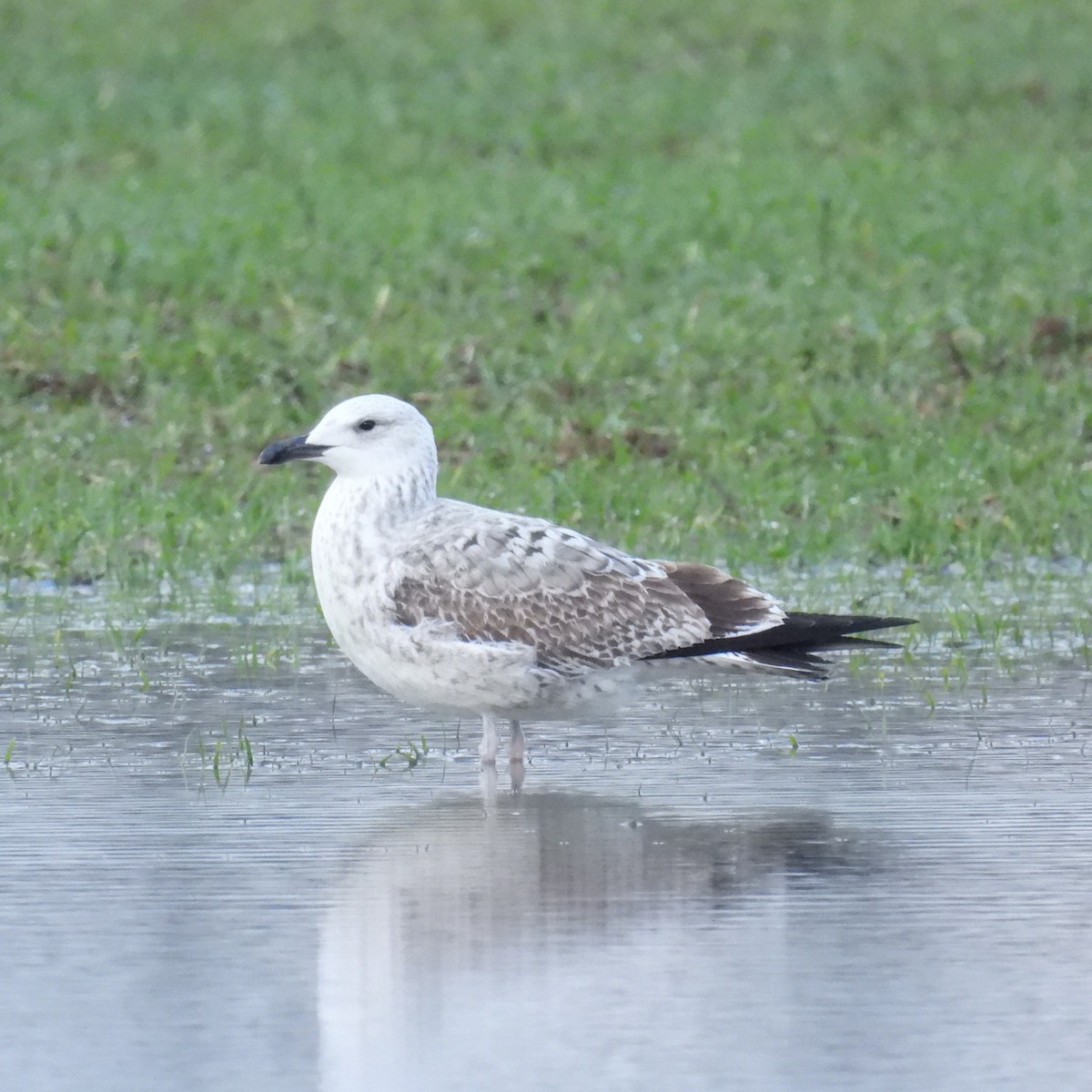 Gaviota del Caspio - ML612454794