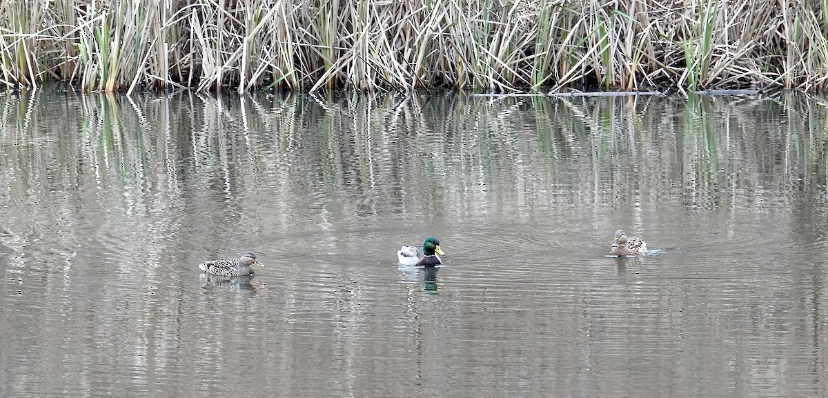 Canard colvert - ML612454857