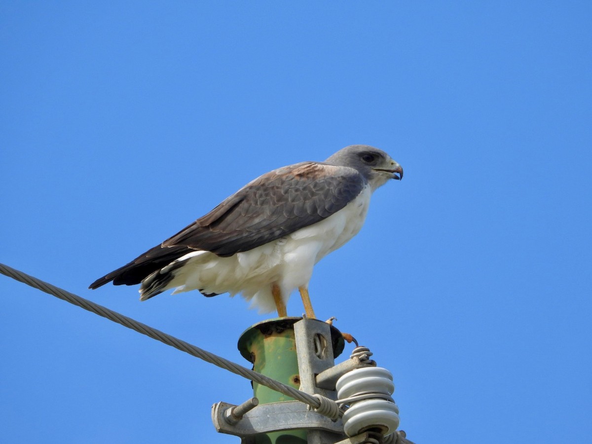 Weißschwanzbussard - ML612454886