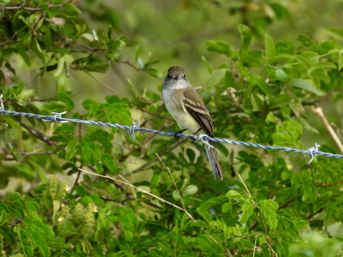 Least Flycatcher - ML612454897