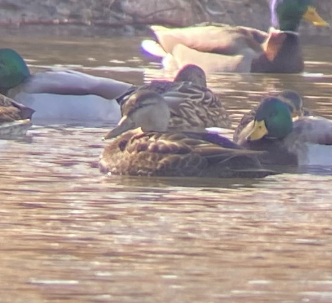 American Black Duck - Elle Bow