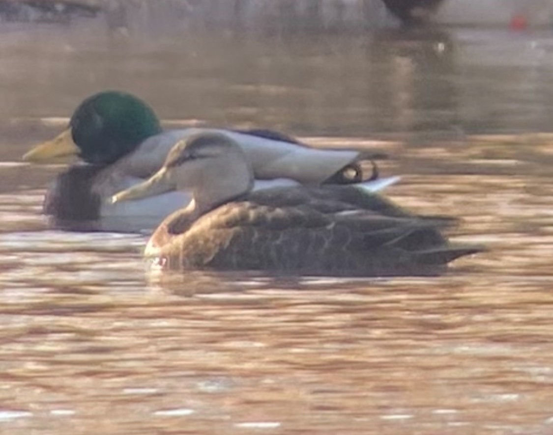 American Black Duck - Elle Bow