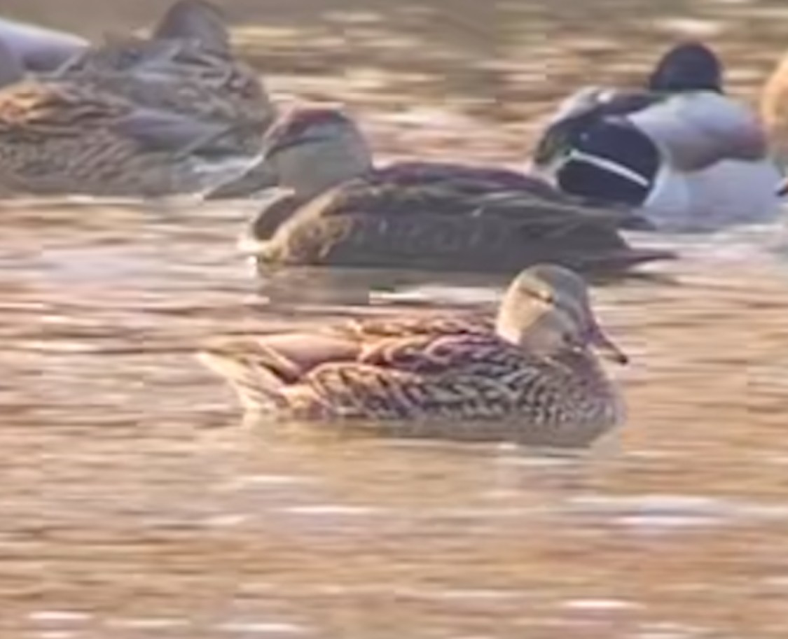 American Black Duck - Elle Bow