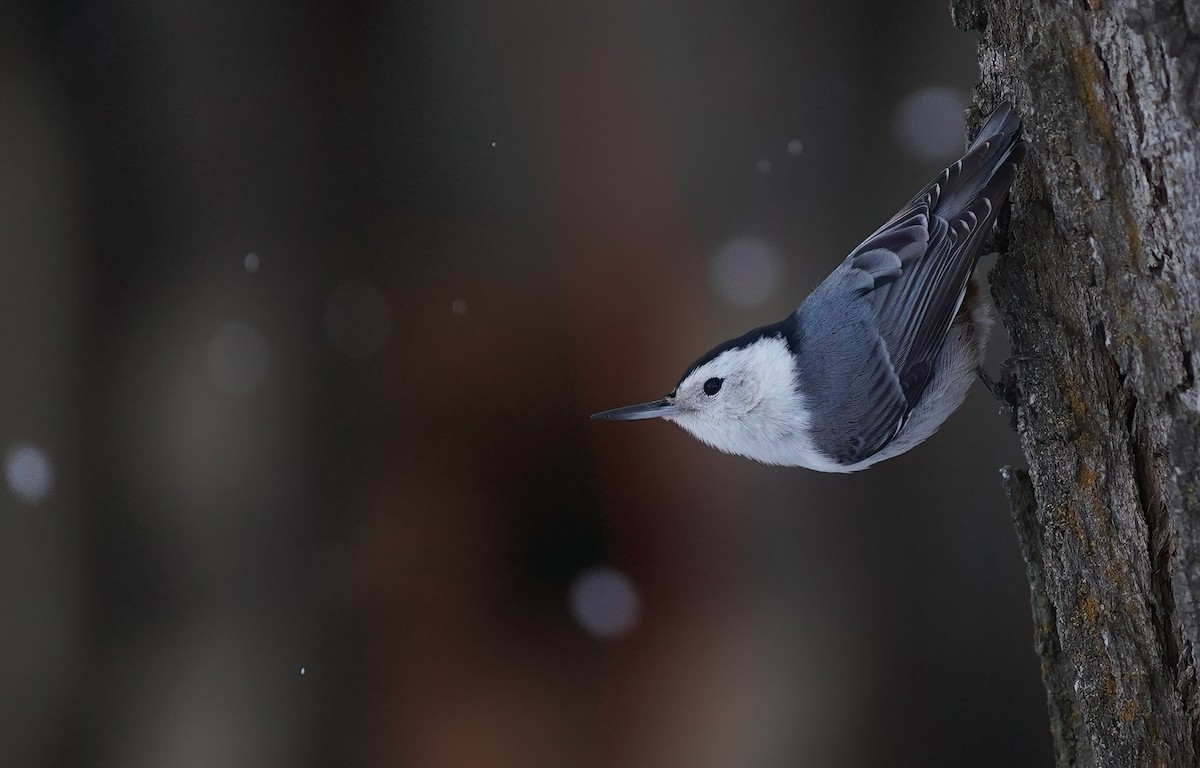 White-breasted Nuthatch (Interior West) - ML612454927