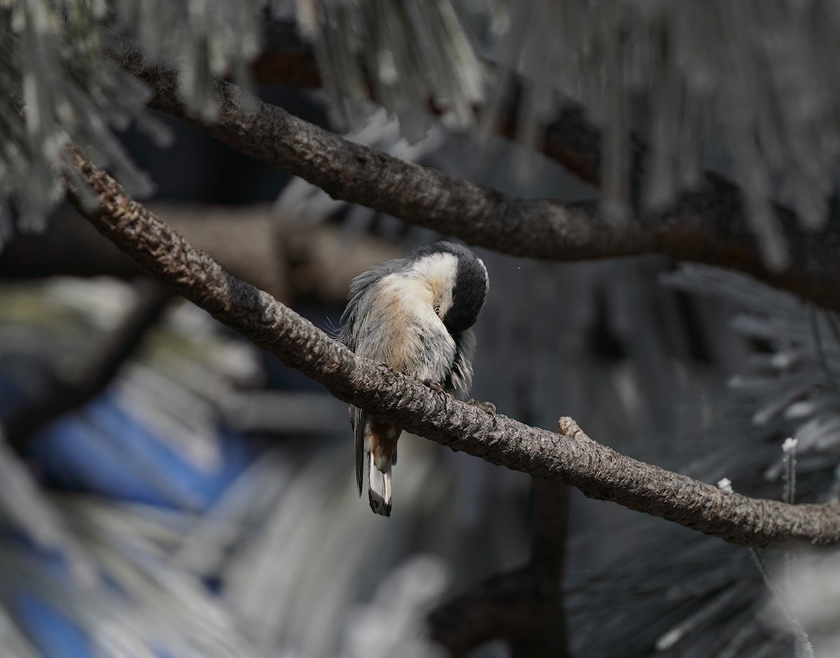 White-breasted Nuthatch (Interior West) - ML612454928