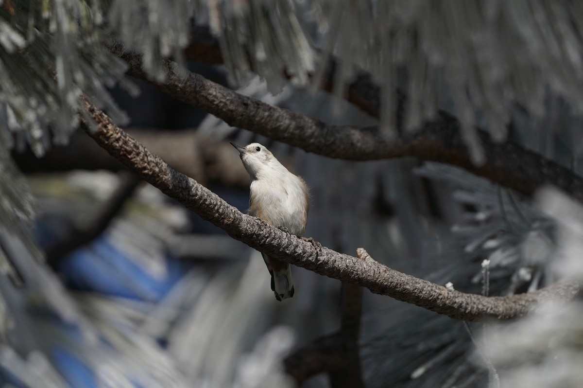 White-breasted Nuthatch (Interior West) - Nolan Clements