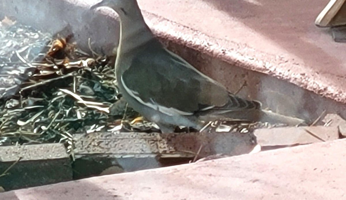 White-winged Dove - ML612454960