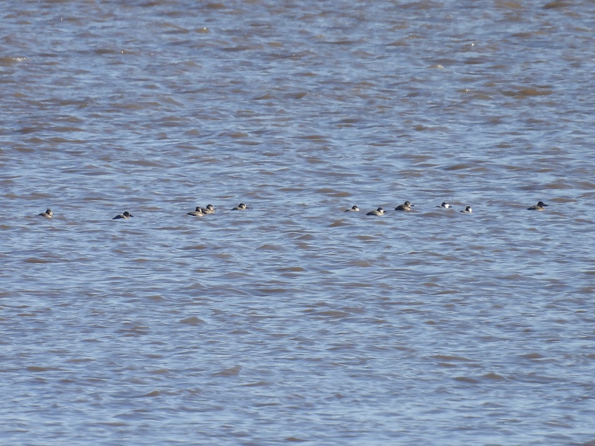 Ruddy Duck - ML612454966