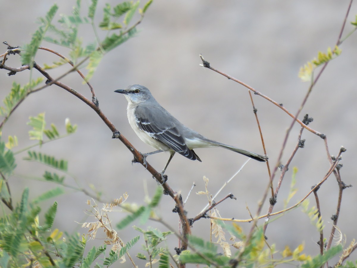 Northern Mockingbird - ML612454982