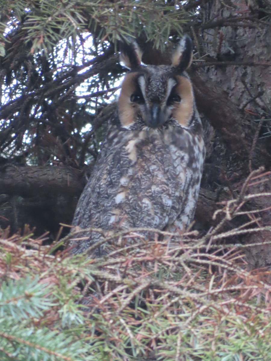 Long-eared Owl - Bernard Leduc