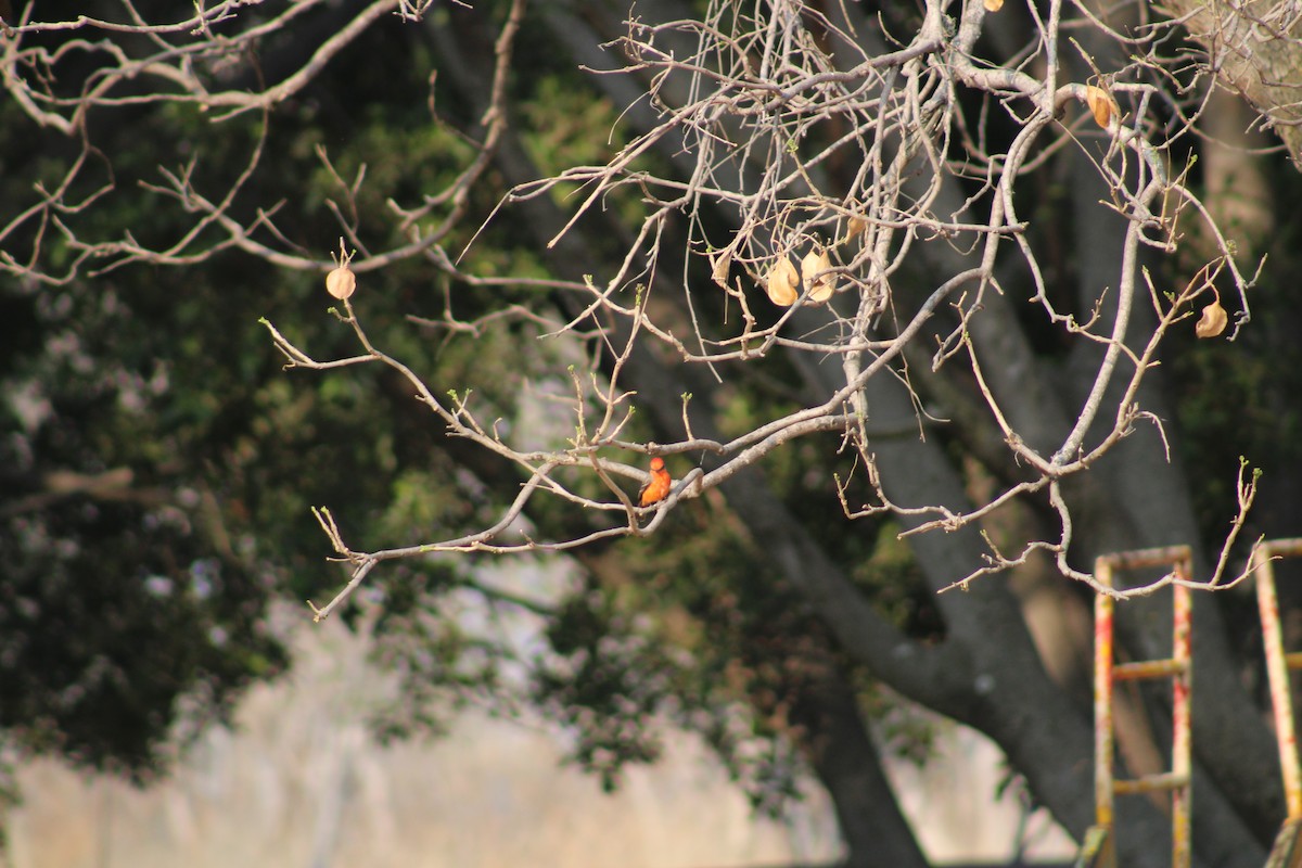 Vermilion Flycatcher - ML612455194