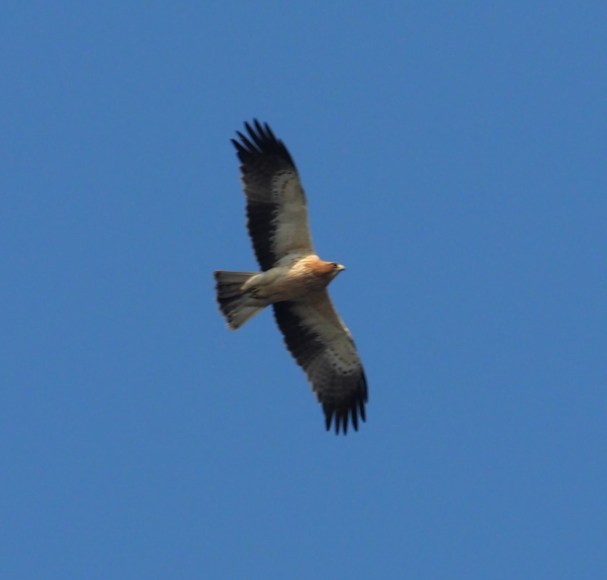 Booted Eagle - ML612455207