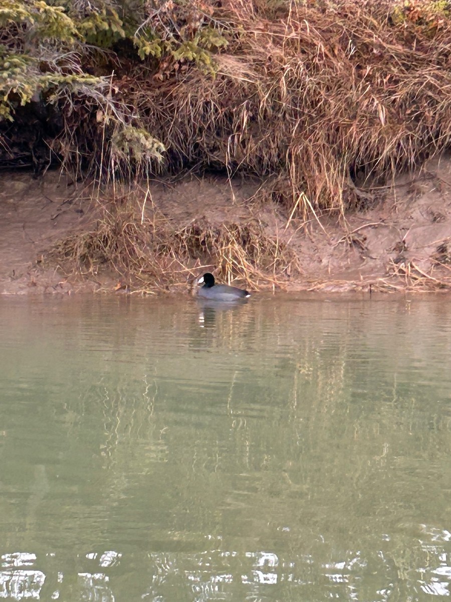 American Coot - ML612455294