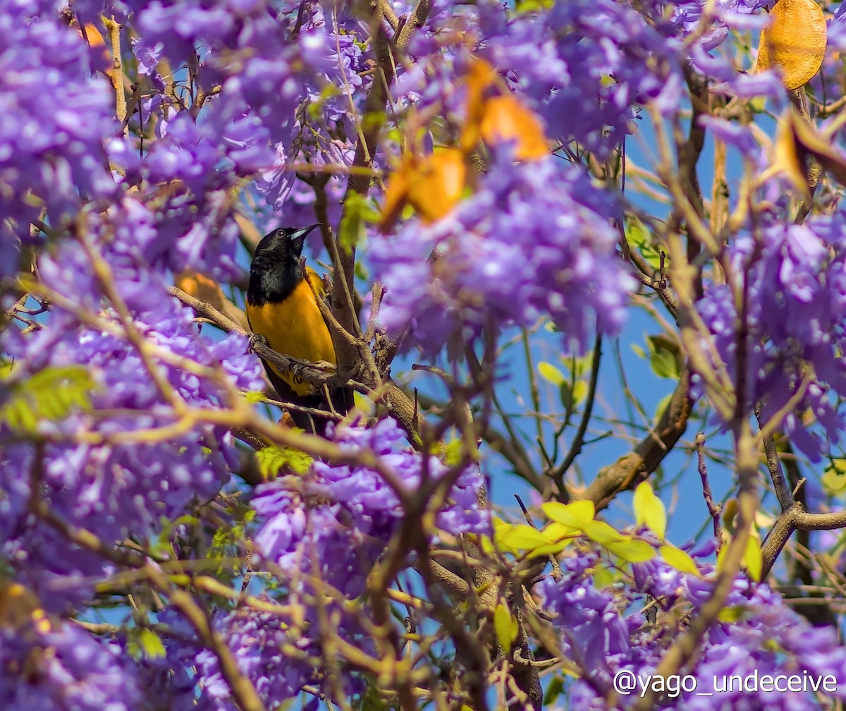 Black-vented Oriole - ML612455298