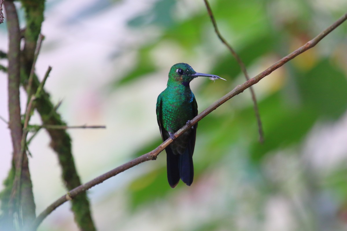 Green-crowned Brilliant - Juan Carlos Albero