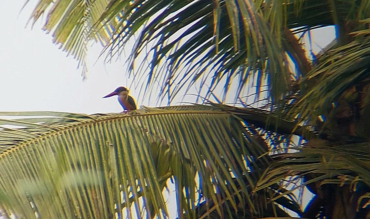 Stork-billed Kingfisher - Jayadev  Menon