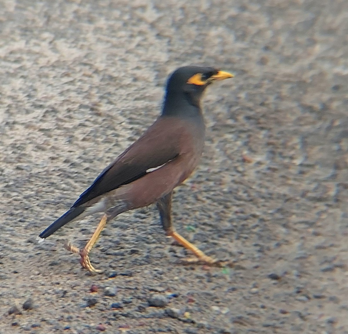 Common Myna - ML612455397