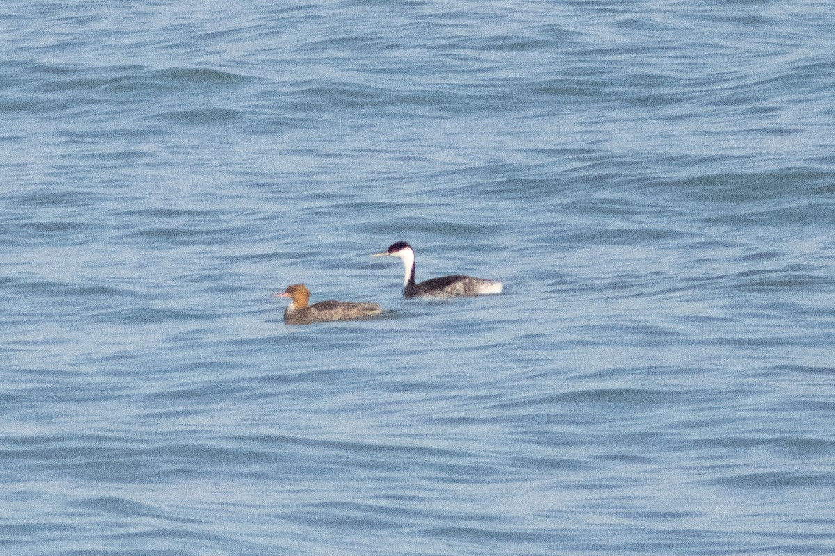 Western Grebe - ML612455434