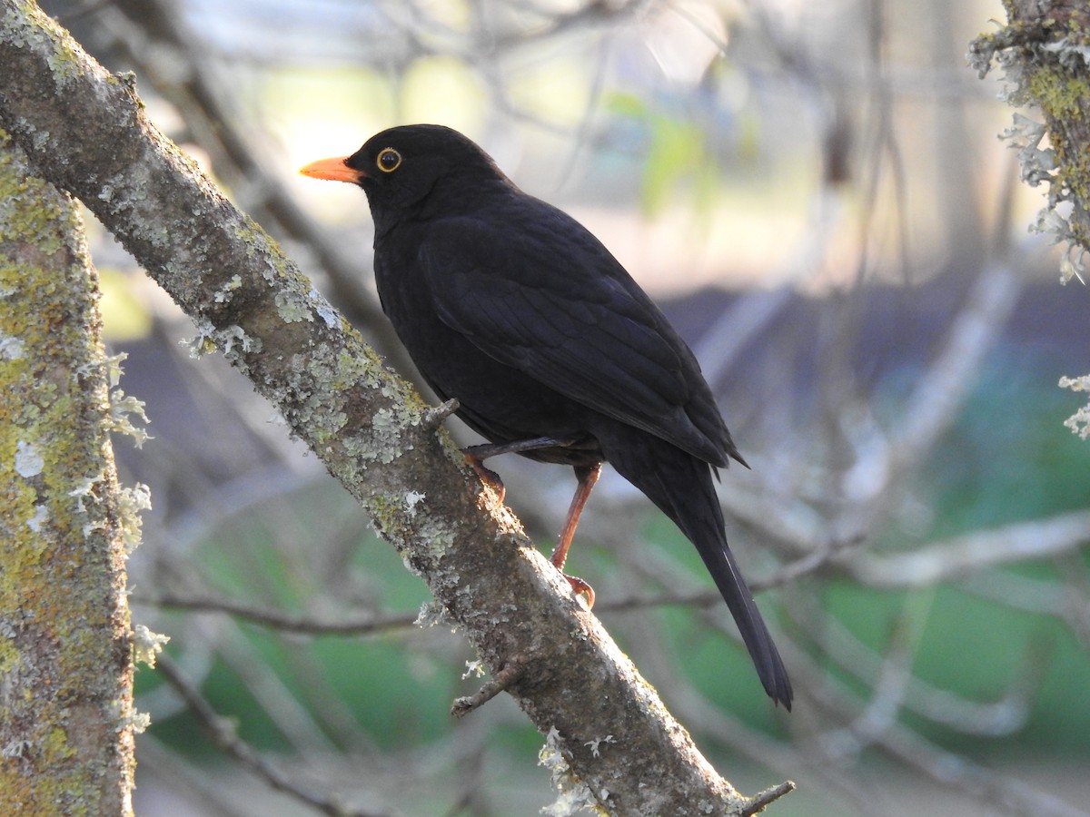 Eurasian Blackbird - Sisgo Rachith Acuña Chinchilla